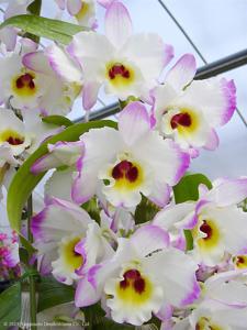 Dendrobium Royal Pink