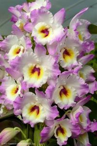 Dendrobium Sweet Pinky