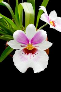 Miltoniopsis Arthur Cobbledick