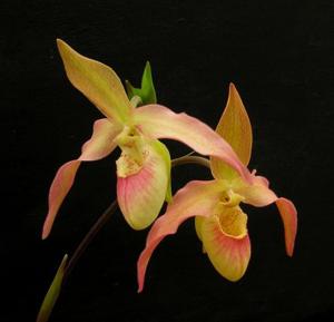 Phragmipedium Mountain Maid