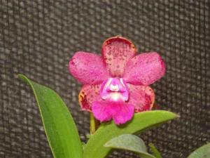 Cattleya Jungle Gem