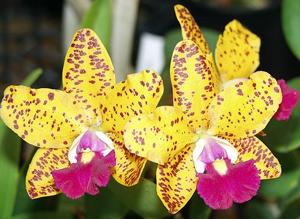 Cattleya Jungle Gem