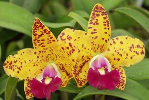 Cattleya Jungle Gem