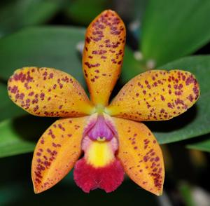 Cattleya Jungle Gem