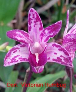 Dendrobium Victorian Humbug