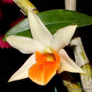 Dendrobium Frosty Dawn