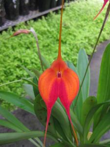 Masdevallia Earl Bishop