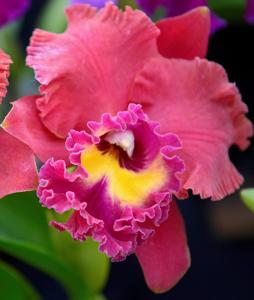 Cattleya Tainan City