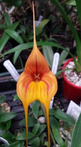 Masdevallia Tiger Kiss