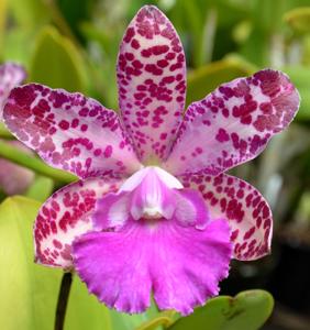 Cattleya Lumita