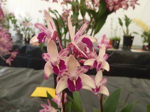 Dendrobium Cheeky