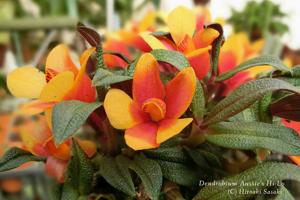 Dendrobium Aussie's Hi-Lo