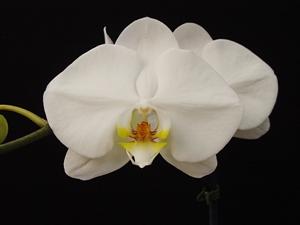 Phalaenopsis Sogo Yukidian