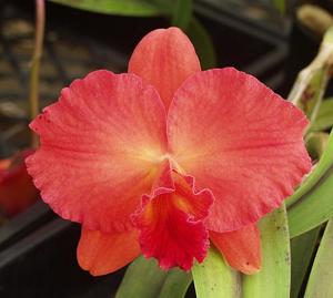 Cattleya Circle of Life