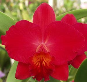 Cattleya Circle of Life