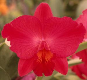 Cattleya Circle of Life