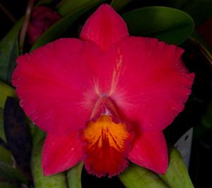 Cattleya Circle of Life