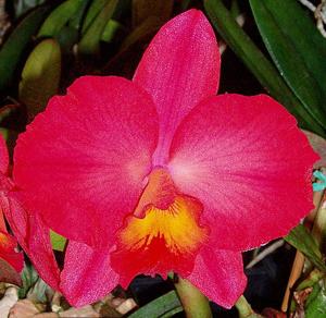 Cattleya Circle of Life