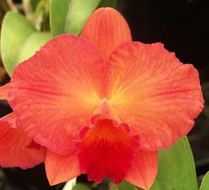 Cattleya Circle of Life