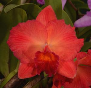 Cattleya Circle of Life