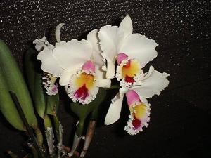 Cattleya Jaguariuna