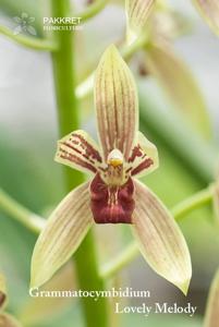 Grammatocymbidium Lovely Melody