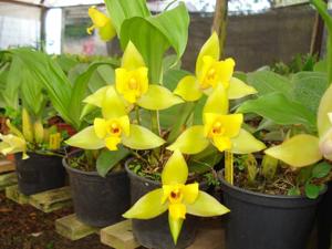 Lycaste Cool Summer