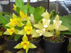 Lycaste Cool Summer