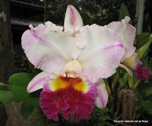 Rhyncholaeliocattleya Glenn Maidment