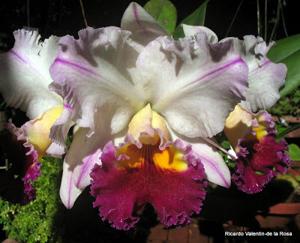 Rhyncholaeliocattleya Glenn Maidment