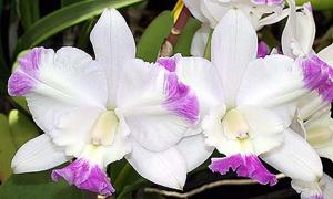 Cattleya Nora's Melody