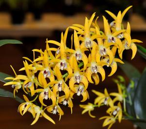 Dendrobium Avril's Gold