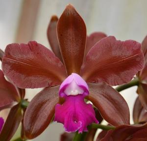 Cattleya Allen Condo