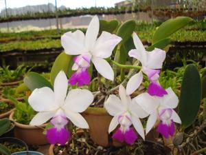 Cattleya Classic