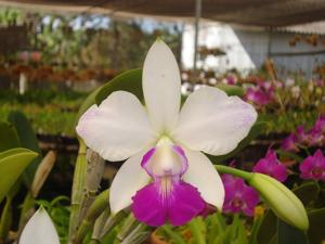 Cattleya Classic