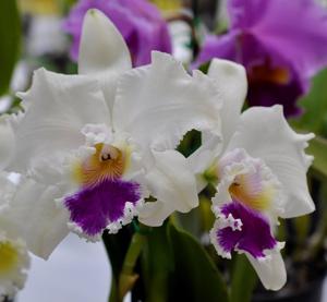 Rhyncholaeliocattleya Pretty Nicole