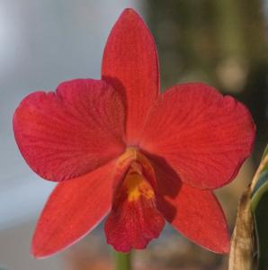 Cattleya Fire Lighter