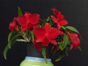 Cattleya Fire Lighter