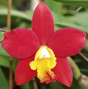 Cattleya Jungle Jewel