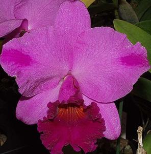 Rhyncholaeliocattleya Rosebud