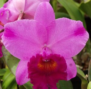 Rhyncholaeliocattleya Rosebud