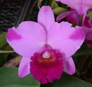 Rhyncholaeliocattleya Rosebud