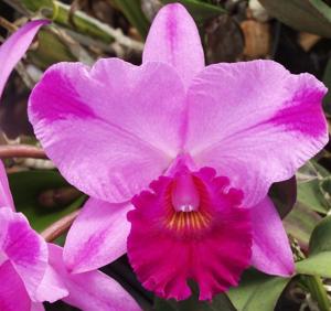 Rhyncholaeliocattleya Rosebud