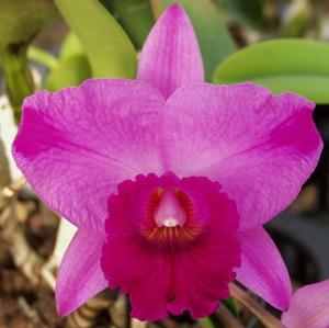 Rhyncholaeliocattleya Rosebud