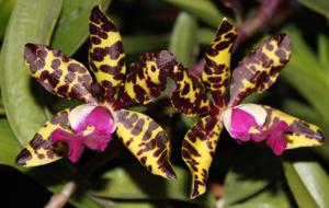 Cattleya Jungle Eyes