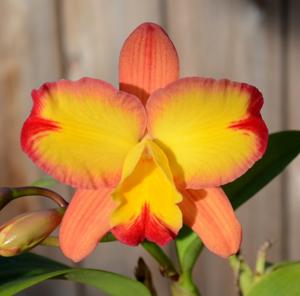 Cattleya Fire Fantasy