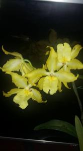 Oncidium Yellow Dream