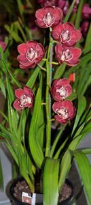 Cymbidium Blazing Fury