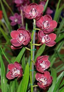 Cymbidium Blazing Fury