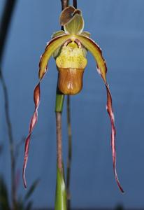 Phragmipedium Les Dirouilles